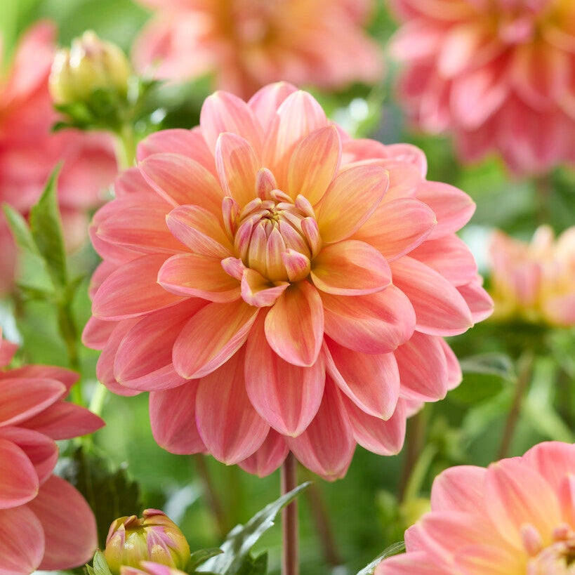 Dahlia Morning Glory Dekorativ 1-pack Nyhet